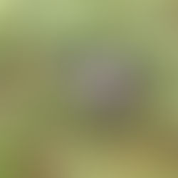 Kold morgen og krager