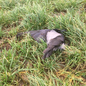 Kold morgen og krager