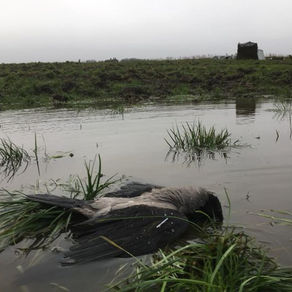 En enkelt våd krage