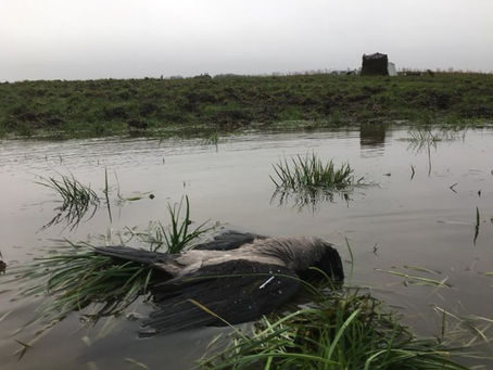 En enkelt våd krage