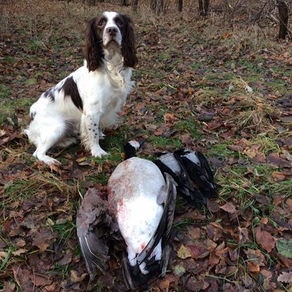 Canadagås over kragelokkerne