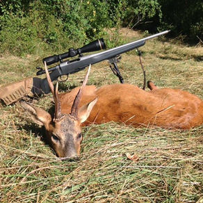 Fransk buk 1 og første ræv