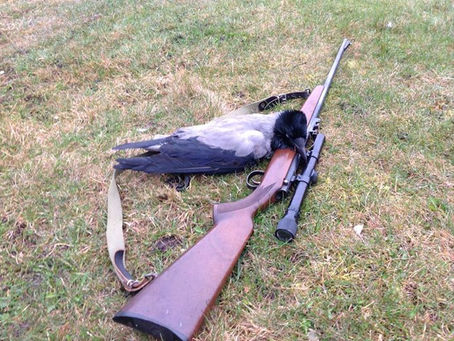 Salonriffel og krage