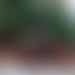 Sne, skader og krager