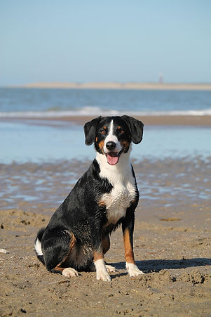 pixabay dog-7956828_1920.jpg