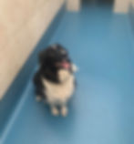 dougie kennels.jpg