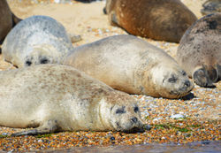 seals-