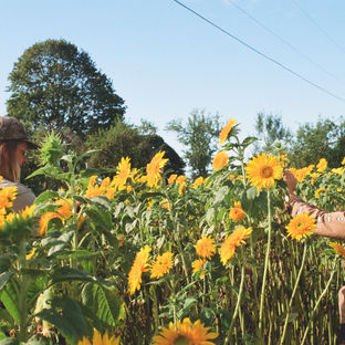 Fresh Pickins