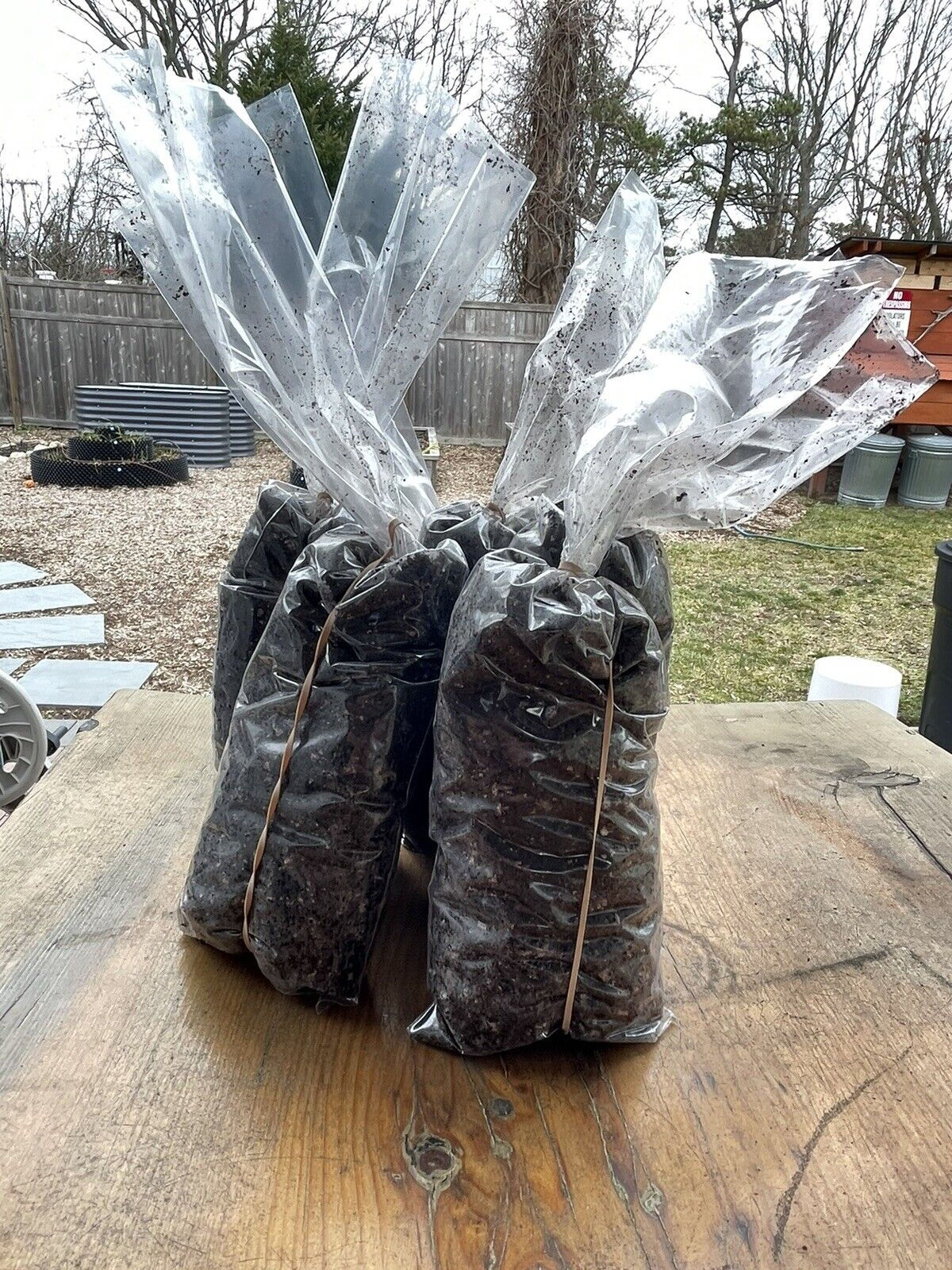 (6) Prefilled Fig Pop Bags w/ Pro-mix Soil BX + Biofungicide + Mycorrhizae