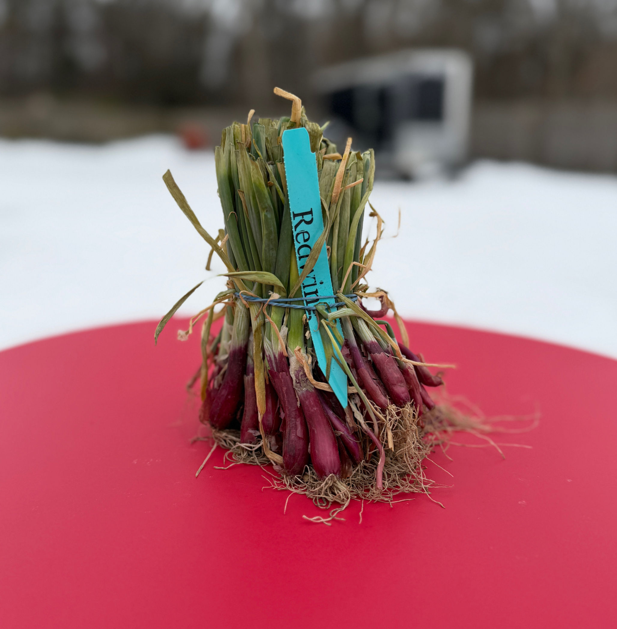 (60) Redwing Red Onion Sets – Long Day Storage Onion for Northern Gardens