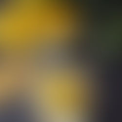 Mango-Dessert mit glänzend gelber Glasur auf Teller und Auflaufform, garniert mit Minze und Kokosraspeln, daneben Pflanzen und ein gelbes Tuch.