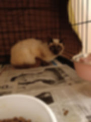 Margot