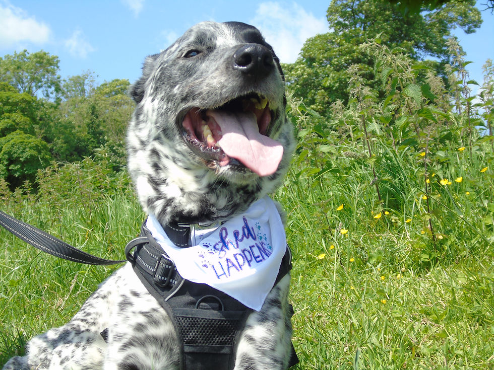 الصورة المصغرة: Dog Bandanas