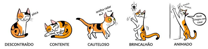 sinais gato