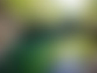 Exploring the Majical Xenotes Tour with Xcaret in Mexico