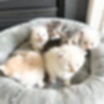 Siberian kittens