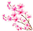 Cherry blossoms opposit.jpg