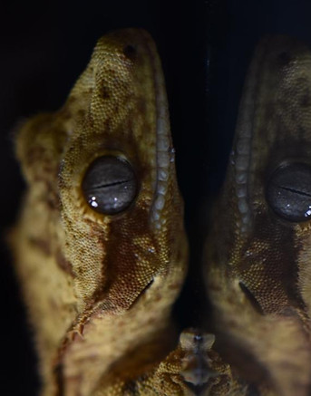 Correlophus ciliatus