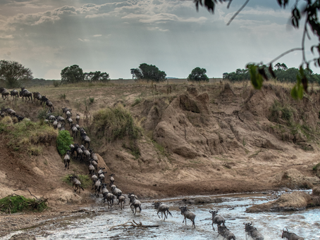 The Best Time to Go on an African Safari: A Month-by-Month Guide