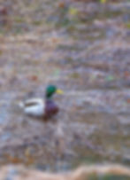Mallard's Good Side