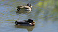 Two mallard ducks at Bachman Lake
