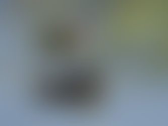 Two mallard ducks at Bachman Lake