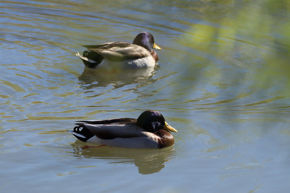 Two mallard ducks at Bachman Lake Park