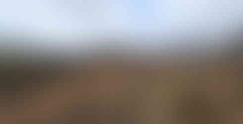 Privet now removed and turned to wooden scraps.