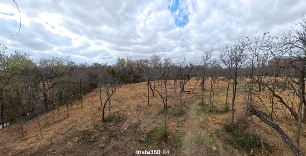 Privet now removed and turned to wooden scraps.
