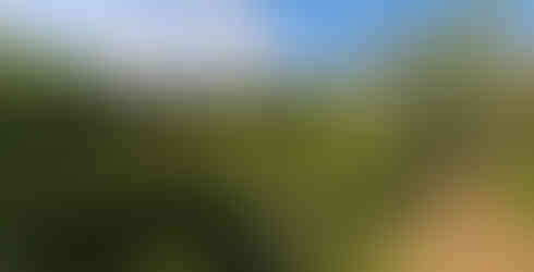 Privet had been overtaking the Greenbelt, choking natural vegetation and obscuring future pathways.