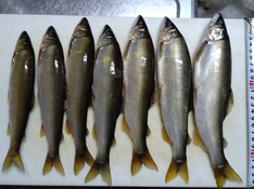 寒河江川の釣果情報です