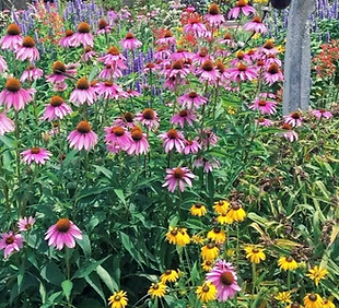 perennial border long flowering