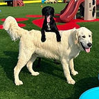Kohl and teddy.jpg