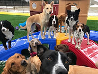 PuppyPlayground.JPG
