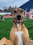 Maggie (1).jpg