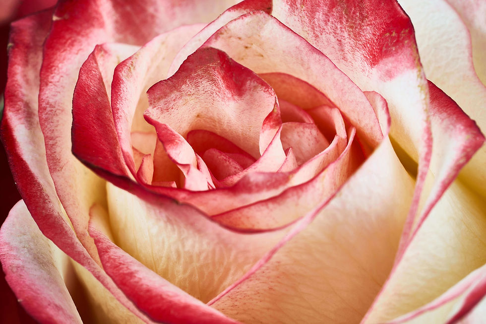 roseBG01.jpg