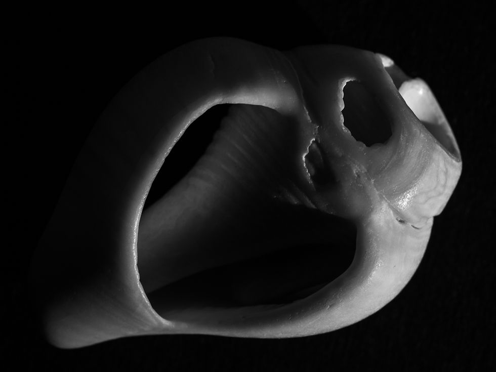 Black and white macro closeup of small sea shell