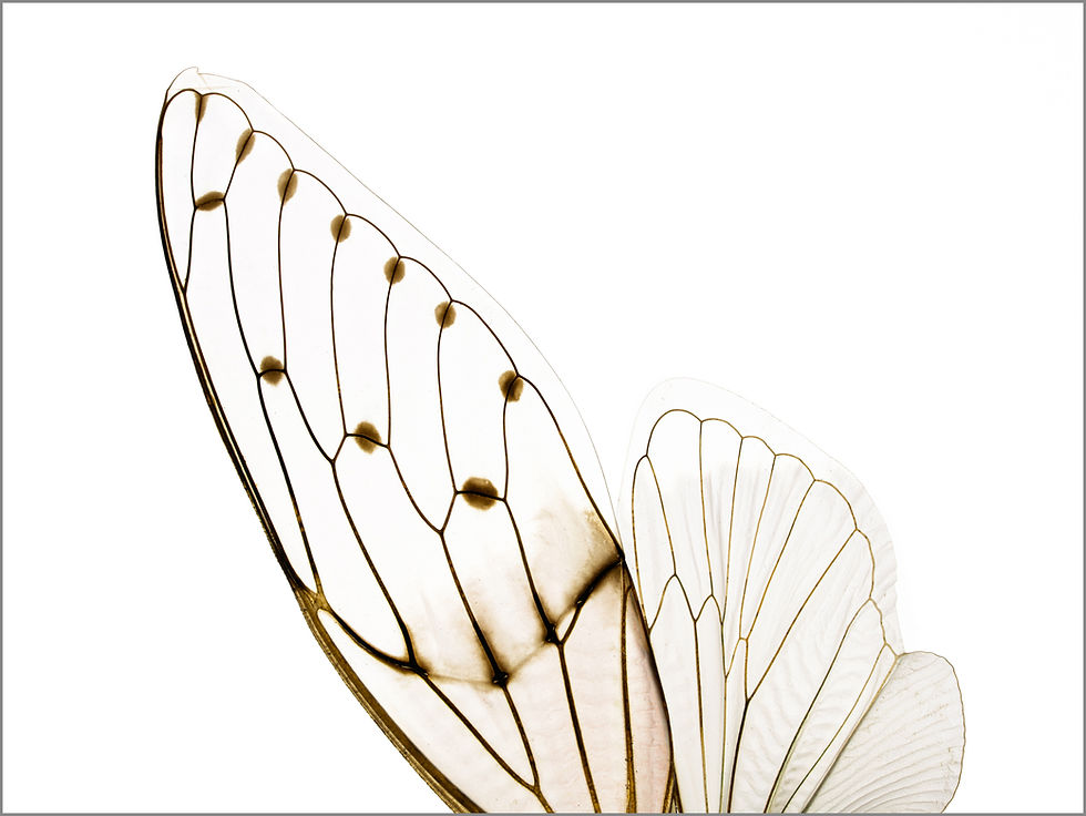 Macro close-up view of Cicada insect wings