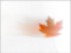 Slow shutter motion blur of colorful fall leaf against white background