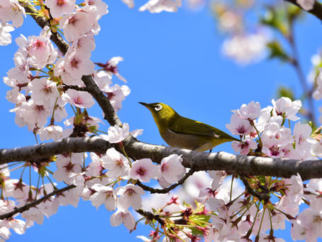 cherry blossom tree with bird - pic for blog about the art of breathing