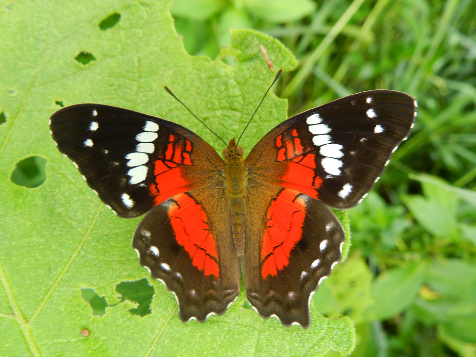 Anartia amathea roselia.JPG