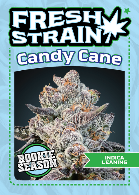 Front/Back of Fresh Strain Verified Genetics Trading Cards for the Candy Cane Cultivar including stats and details about lineage, growing region and more.