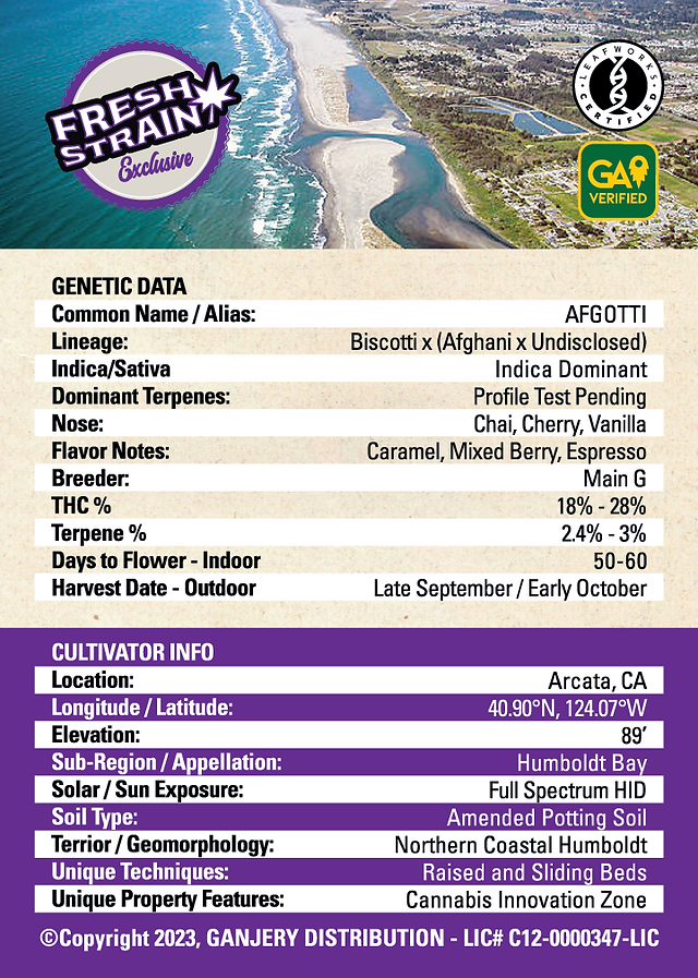 Afgotti by Fresh Strain Verified Genetics with two playing cards showing the front and back and all the details associated with the strain and grower. 
