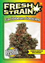 Front/Back of Fresh Strain Verified Genetics Trading Cards for the Applescotti Cultivar including stats and details about lineage, growing region and more.