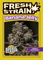 Front/Back of Fresh Strain Verified Genetics Trading Cards for the Banana Jelly Cultivar including stats and details about lineage, growing region and more.