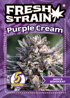 Front/Back of Fresh Strain Verified Genetics Trading Cards for the Purple Cream Cultivar including stats and details about growing region and more.