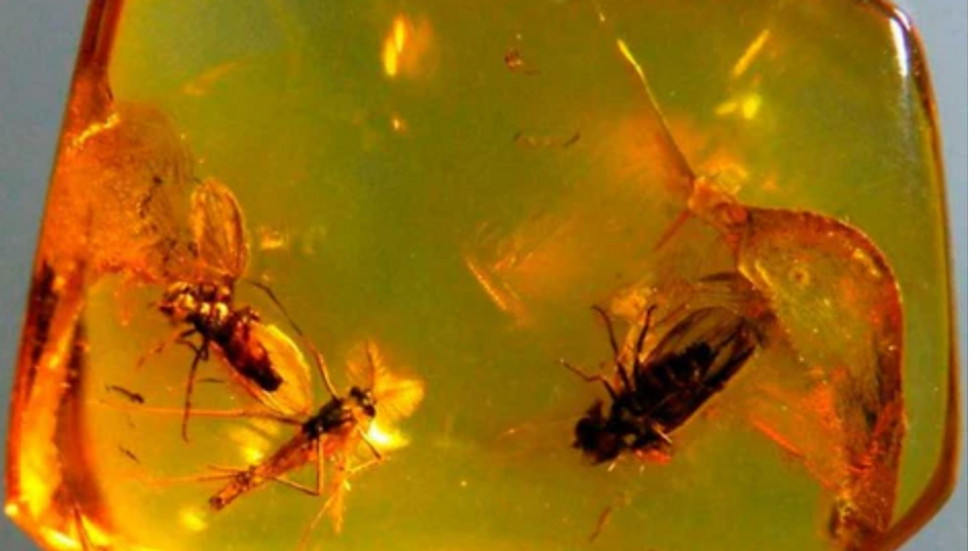 Insects trapped in a hexagonal piece of golden amber against a neutral background. The amber glows with deep orange hues.