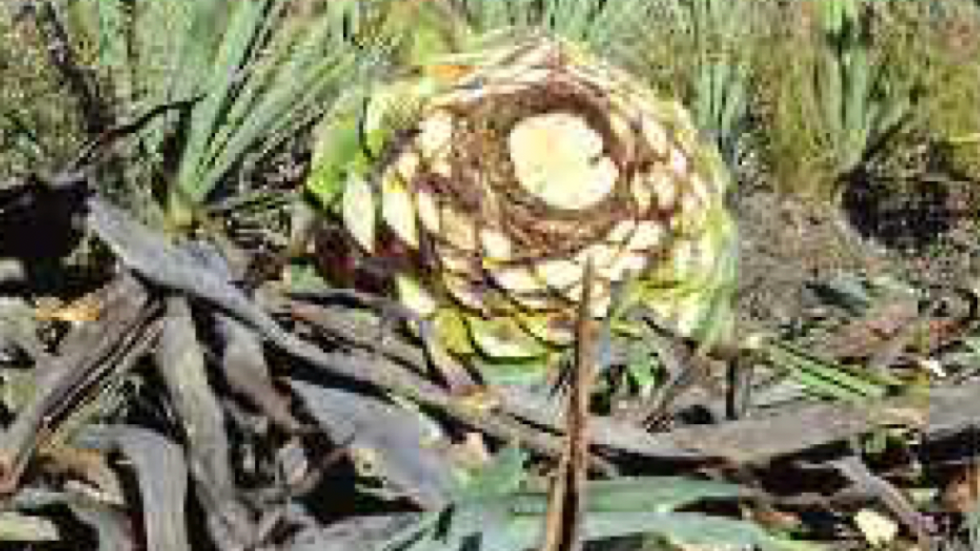 Close-up of an agave plant with a large cut piña in a field. Green leaves surround it under a partly cloudy sky.
