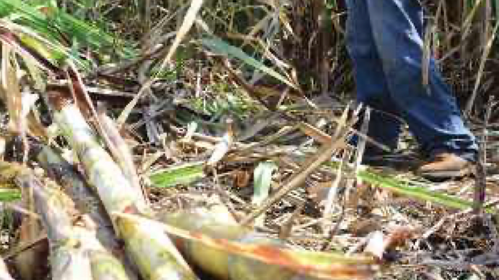 Close-up of cut sugarcane stalks and a person in jeans standing in a field. Bright, sunny day with green and brown foliage.
