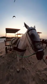 Eselkarren auf dem die Kitesurfer in Brasilien zurück fahren können